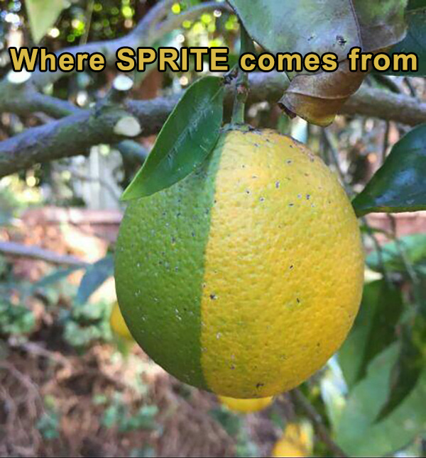 sprite fruit - Where Sprite comes from der
