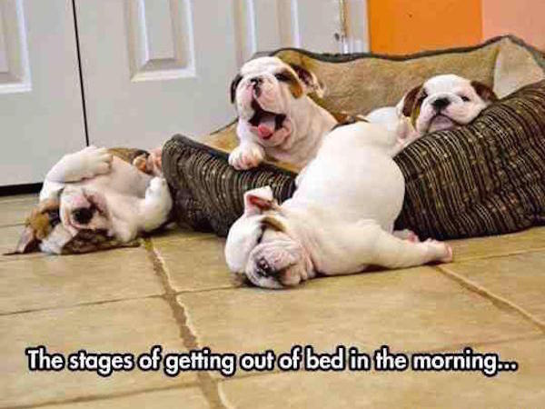 wake up meme funny - The stages of getting out of bed in the morning...