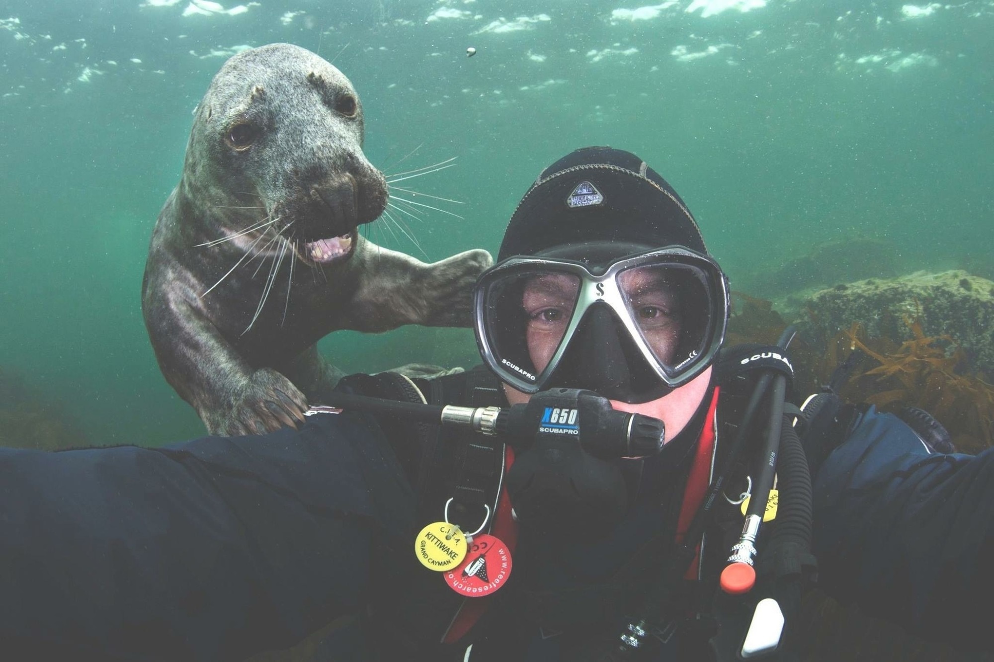 seal selfie