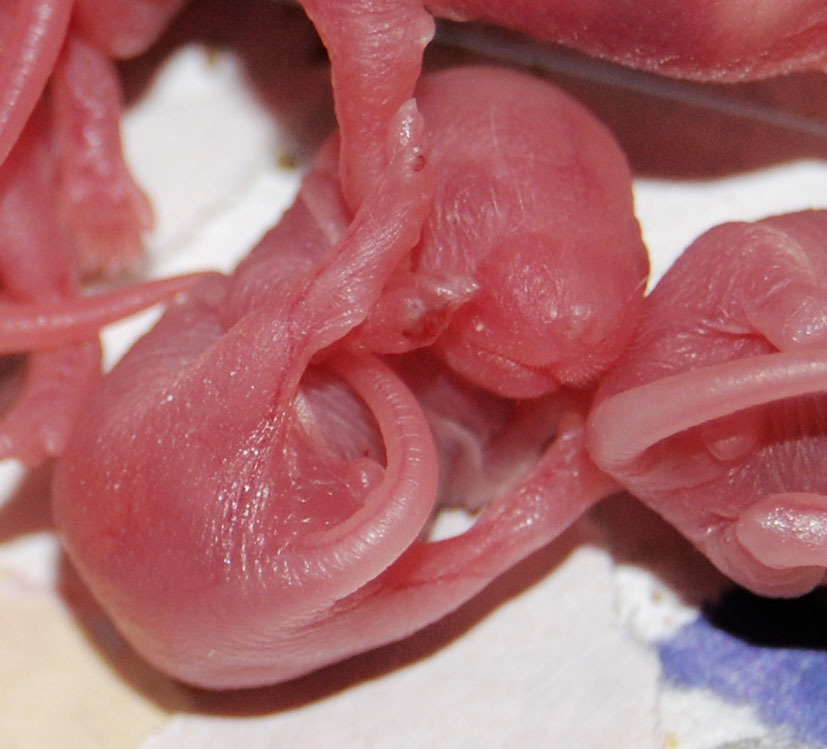 hairless baby mice