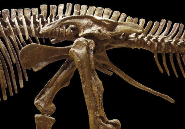 Most meat-eating dinosaurs had bones filled with air. Though their bones were huge, they weren’t as heavy as they looked, which explains why some of them were so fast despite their large size. Birds have the same kind of hollow bones.