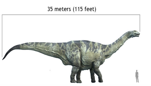 The biggest plant eater was the Argentinosaurus. It was up to ninety-eight feet (thirty meters) long.