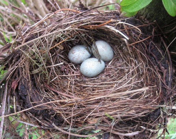 Like birds and reptiles today, dinosaurs built nests and laid eggs. Some even fed and protected their babies.