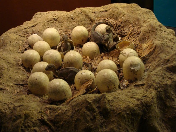 All dinosaurs laid eggs. About forty kinds of dinosaur eggs have been discovered to date.