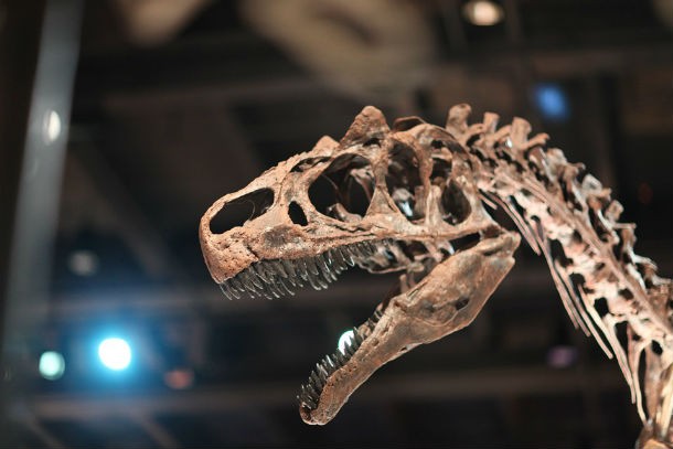 Even though no one knows exactly how long a dinosaur’s lifespan was, some scientists suggest that some dinosaurs could live for as long as two hundred years.