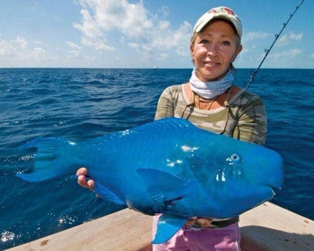 very blue fish