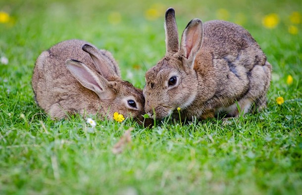 There's an island in Japan that is full of rabbits. An increasingly popular destination for tourists, Rabbit Island is home to hundreds of friendly wild bunnies. They approach tourists in large groups to scavenge for food and visitors are more than willing to get on the ground and allow the rabbits to crawl all over them. Cute!