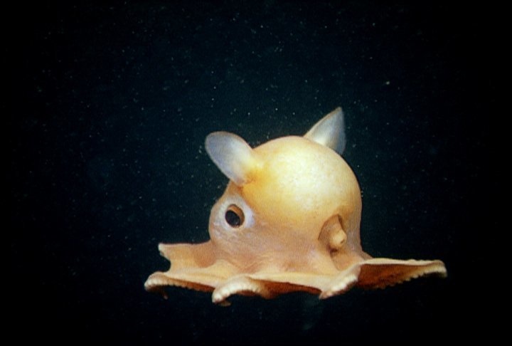 The grimpoteuthis, or Dumbo Octopus, can be found on the seafloor or slightly above it. It's the deepest living of all octopus species. According to BBC, 18 species of Dumbo Octopuses have been discovered so far.