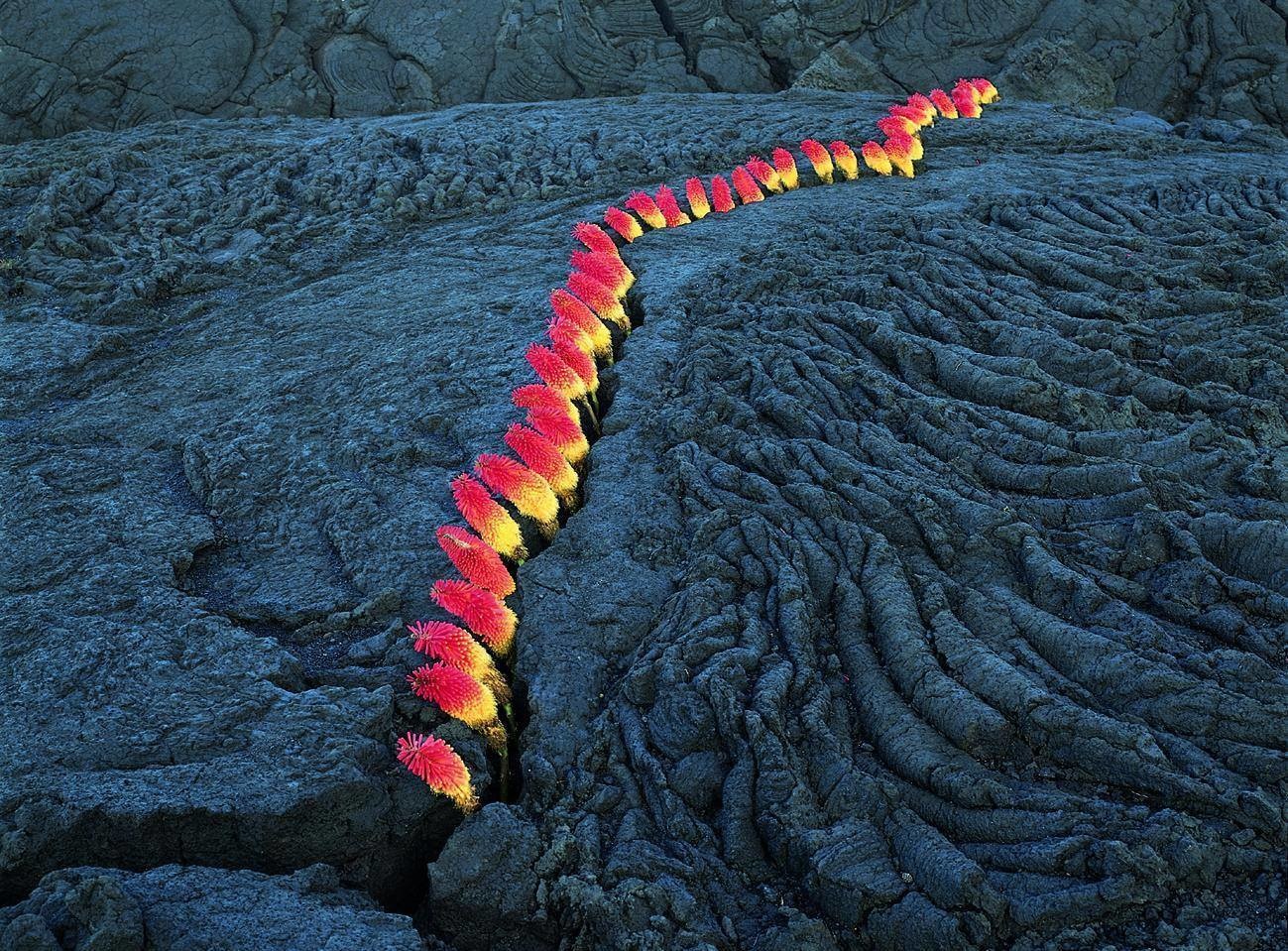 Can you believe that this is a flower, called a red hot poker or torch lily, sprouting through a crack in the lava? What a perfect match!