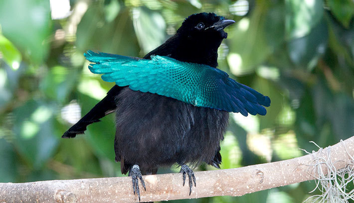 The superb bird-of-paradise, found throughout rainforests in New Guinea, boasts a beautiful green crown and blue-green breast. It is common for a female to reject over a dozen suitors in her lifetime, because the number of females in this species is so low.