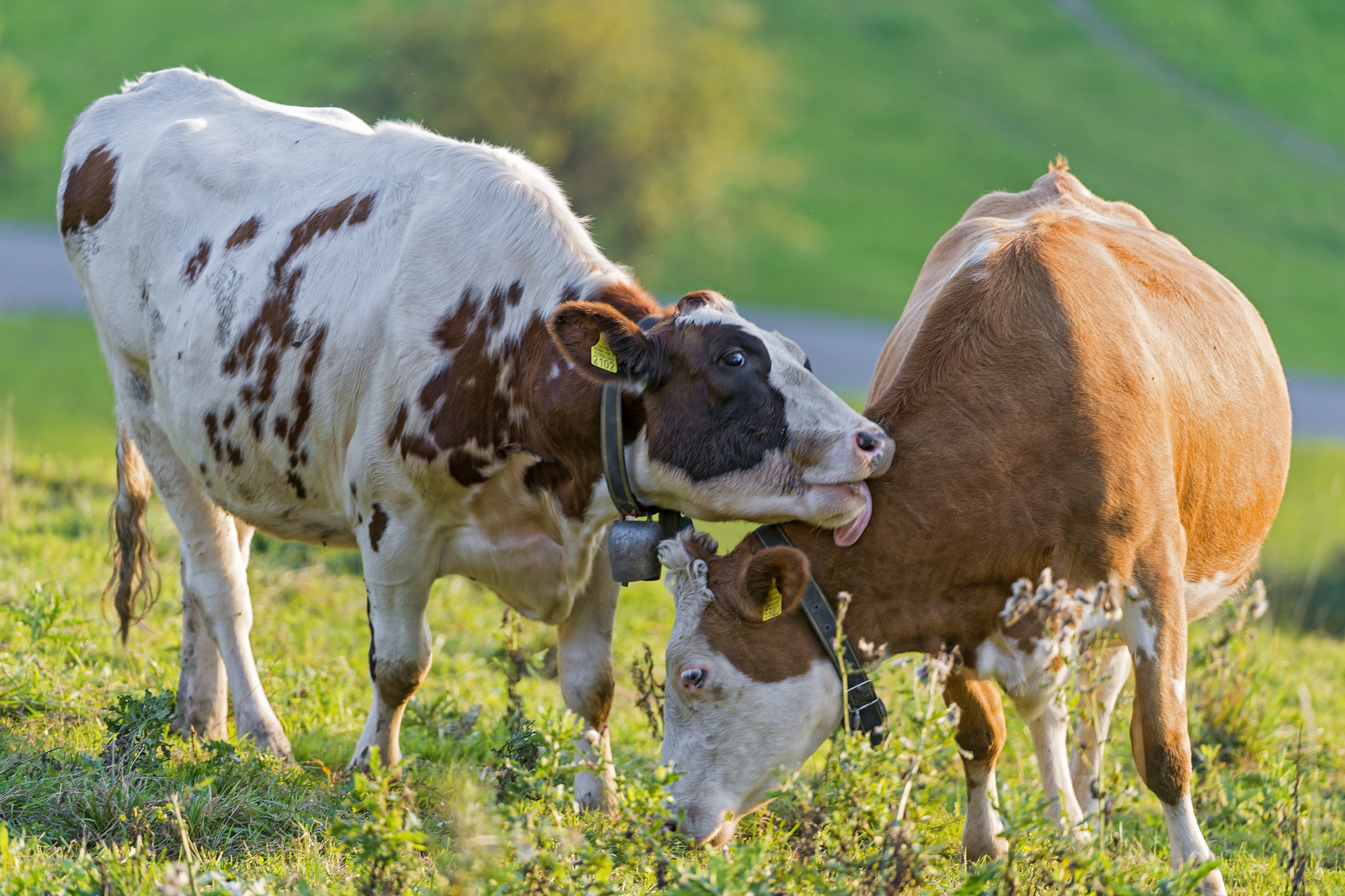 Cows are considered highly sociable animals and suffer from stress when separated from their best friends (yes, they have best friends!). These two are grooming each another!
