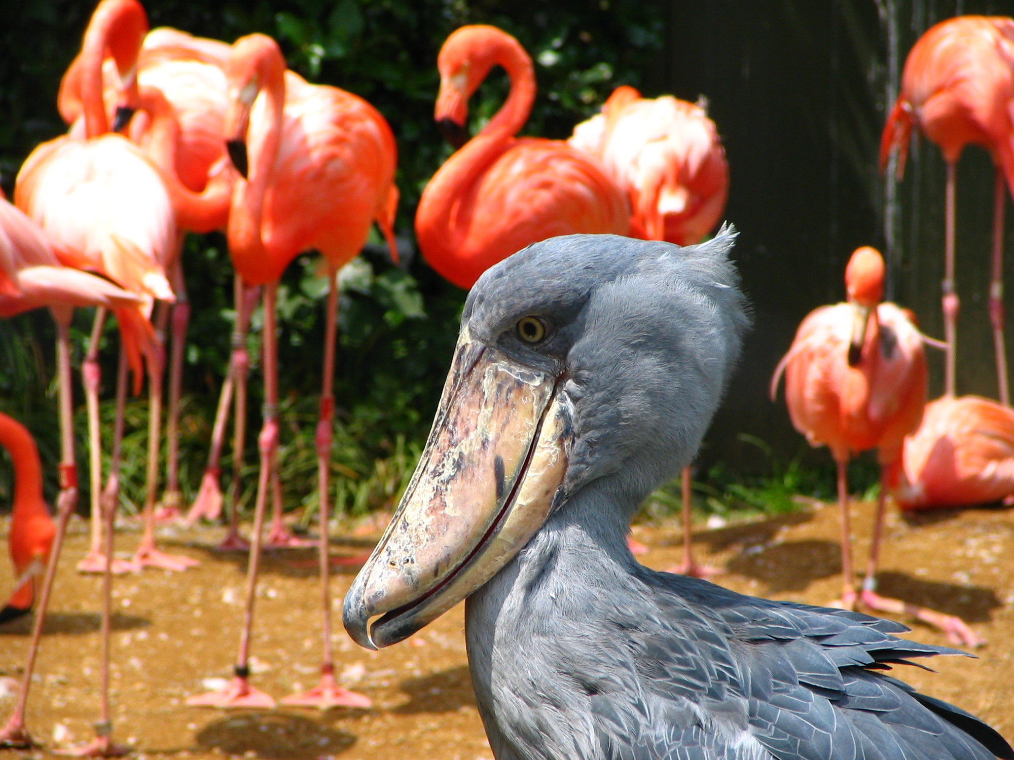Have you ever seen a shoebill? Also called a whale-head and shoe-billed stork, this peculiar looking bird can live up to 35 years in the wild. Shoebills are native to eastern Africa and are considered a vulnerable species. A tall bird, some can grow up to 5 feet tall!