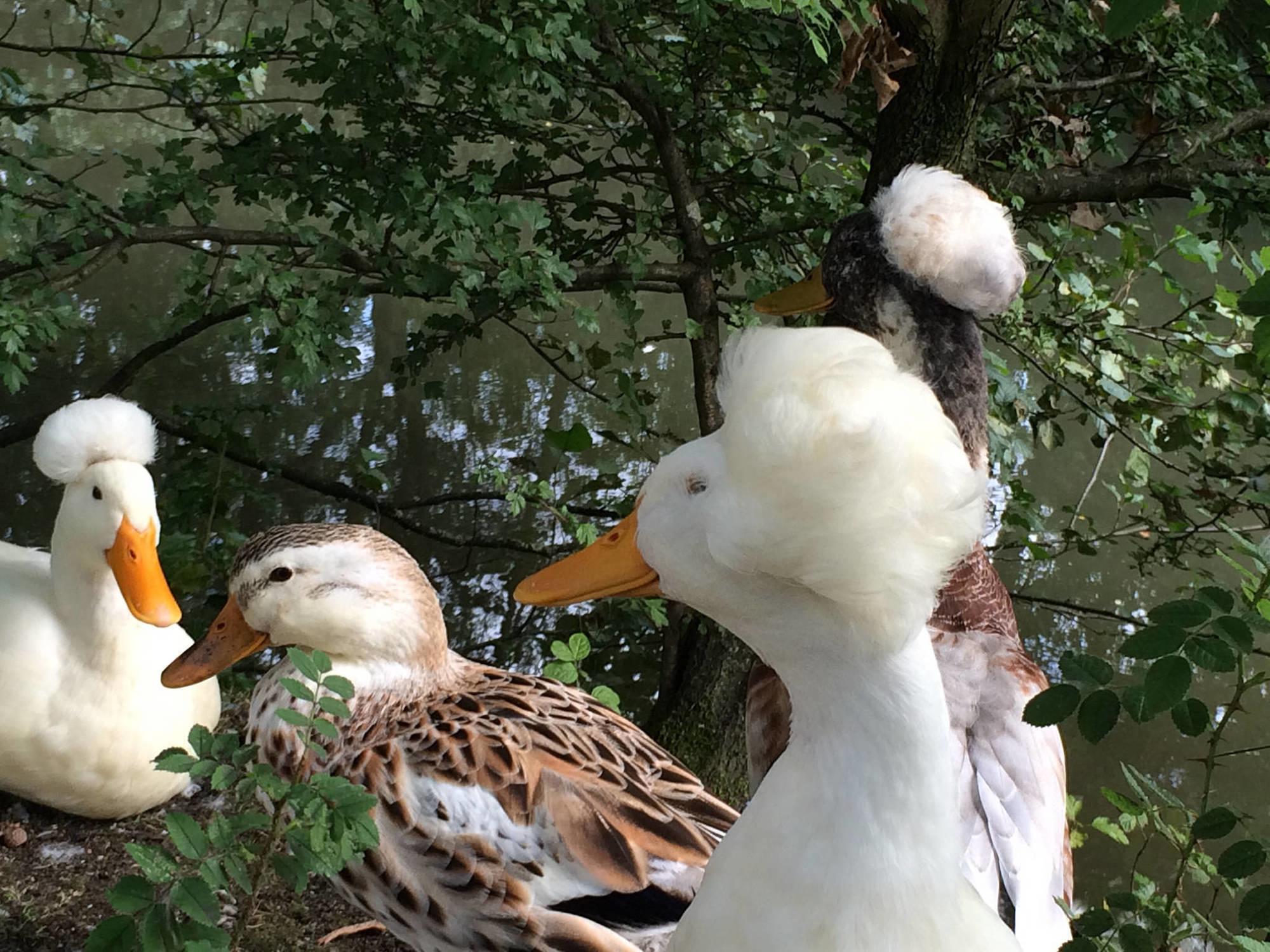 The Crested is a type of domestic duck. Don't they look like George Washington or Dr. Emmett Brown?