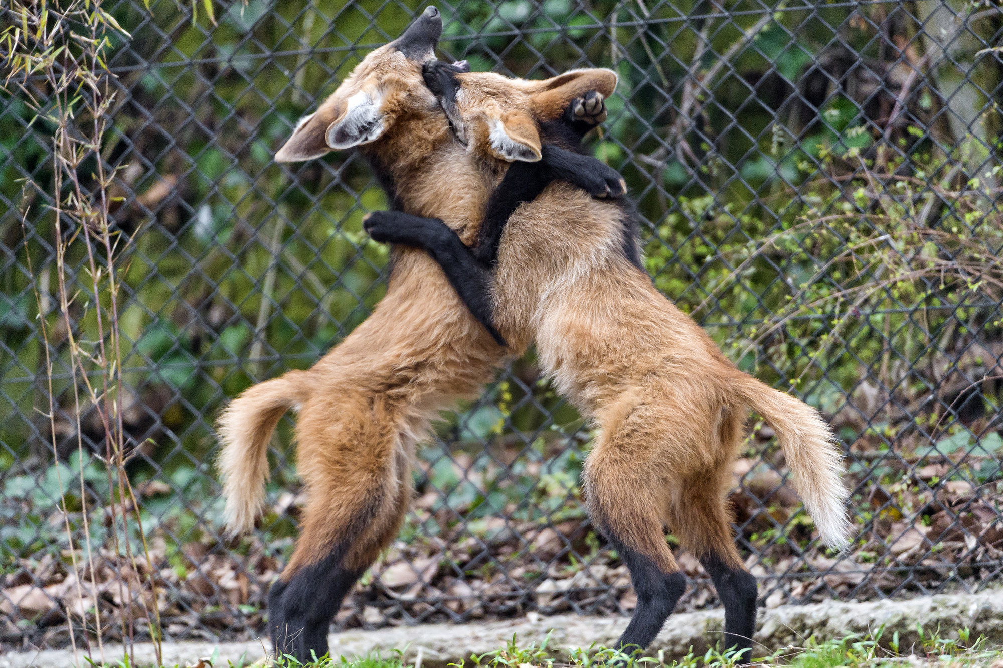 Maned wolves are mainly found in grasslands in South America and are characterized by reddish brown to golden orange sides, long, black legs, and a black mane. They are sometimes called by their nickname, "skunk wolf."