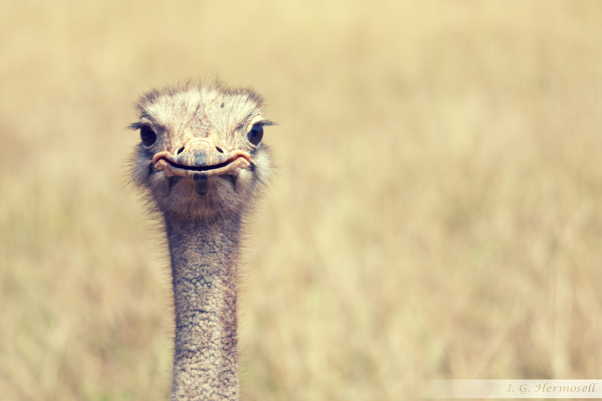 Did you know that ostriches have eyes that measure about 2 inches across? They have the largest eyes of any land animal, according to National Geographic. Their eyes are even larger than their brains!