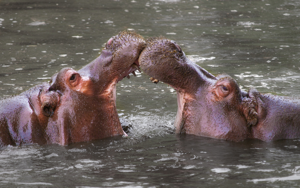 Hippos can open their mouths up to a 150-degree angle.