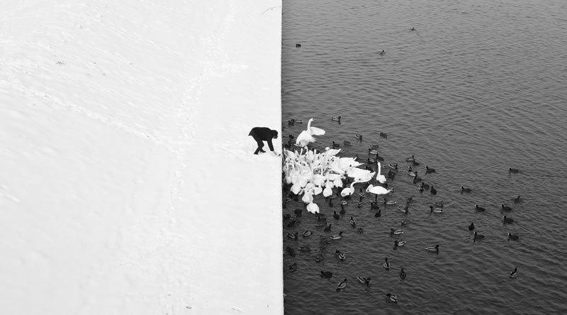 A stunning contrast of a man feeding swans in the snow in Krakow, Poland.