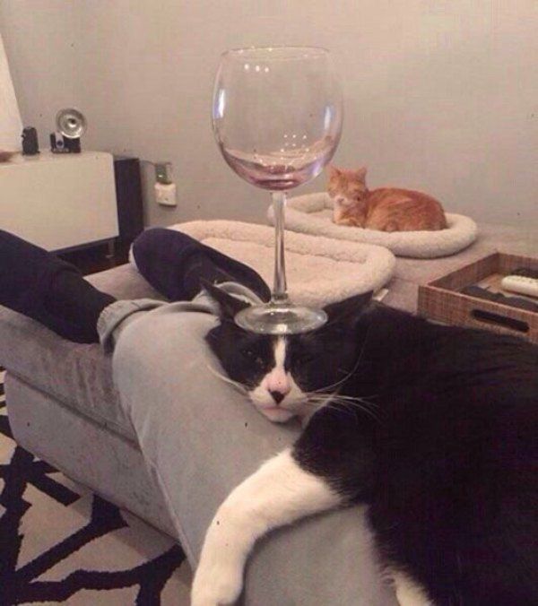 wine glass on a cats head
