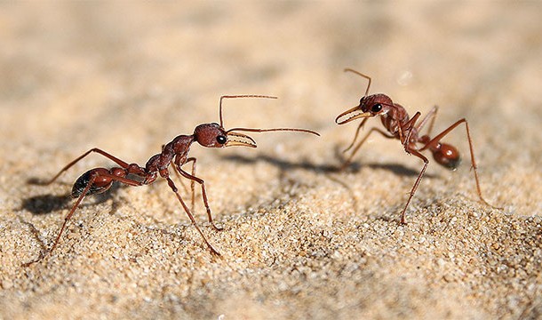 Boric acid will destroy ants and cockroaches as good as any "professional" chemical. It also leaves a barrier that prevents them from returning for up to a decade. Needless to say, pest controllers don't like that stuff.