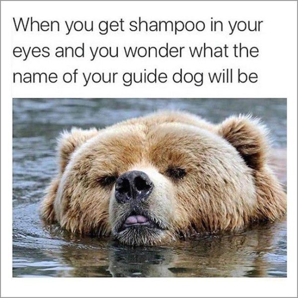 bear in water - When you get shampoo in your eyes and you wonder what the name of your guide dog will be