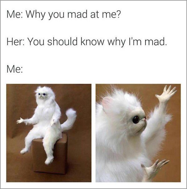 persian cat room guardian meme - Me Why you mad at me? Her You should know why I'm mad. Me