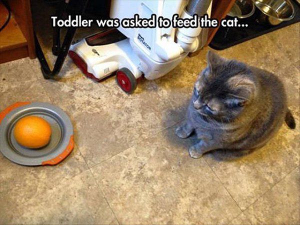 kid ruining things toddler was asked to feed the cat - Toddler was asked to feed the cat...