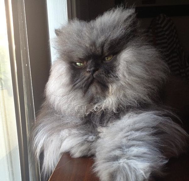 Who held the 2014 Guinness world record for longest fur on a cat? Colonel Meow, a Himalayan-Persian crossbreed. The beautiful feline passed away in 2014.