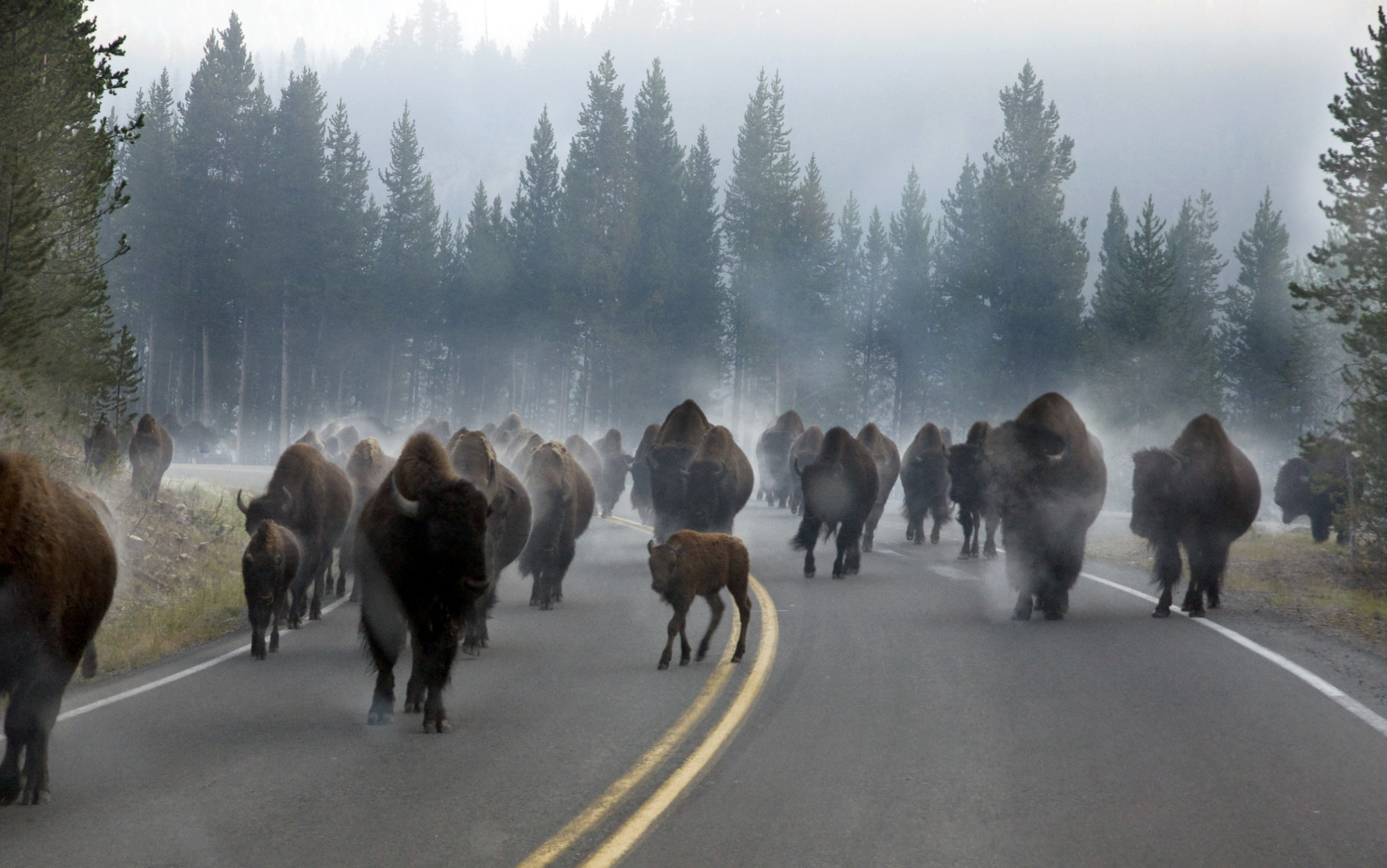 This is what rush hour looks like at Yellowstone National Park.