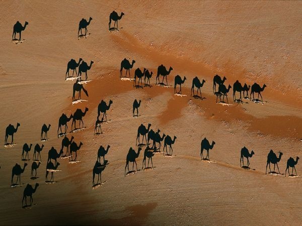 The miniature tan figures are the camels and the black ones are their shadows. An incredible capture!