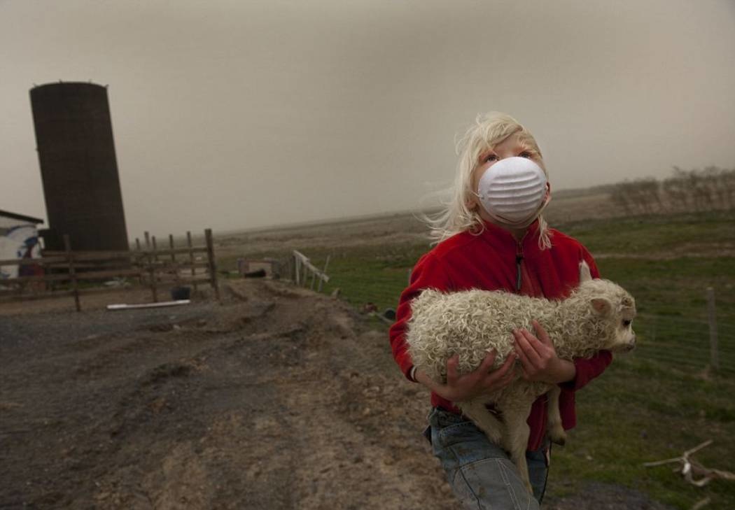 A lucky lamb is rescued from a volcanic eruption in Iceland, 2011.