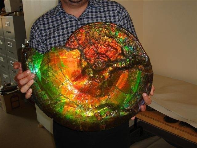 Feast your eyes on this opalized fossil from Australia.