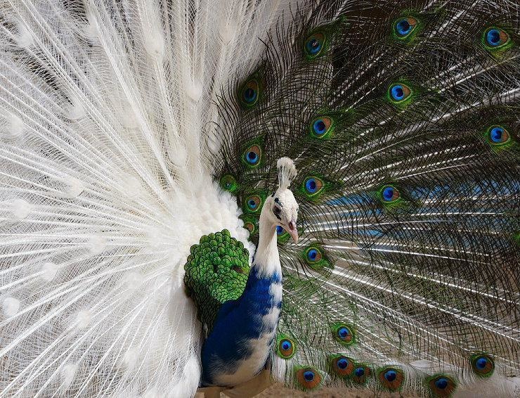 Have you ever seen a peacock with white plumage?