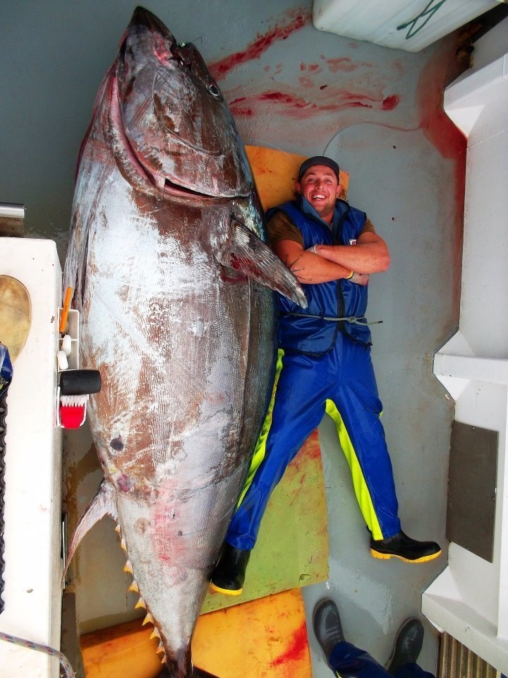 This monster bluefin tuna was caught by a Coromandel fisherman in New Zealand!