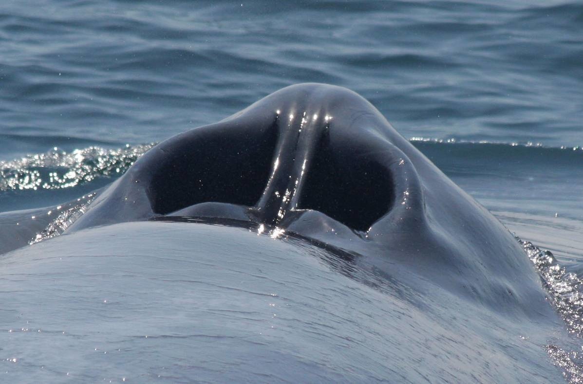 This nostril-looking thing is a blue whale's blow hole!