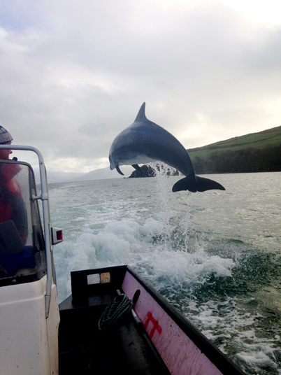 Fungi the Dolphin is believed to live off the coast of Dingle, Ireland, all by himself!
