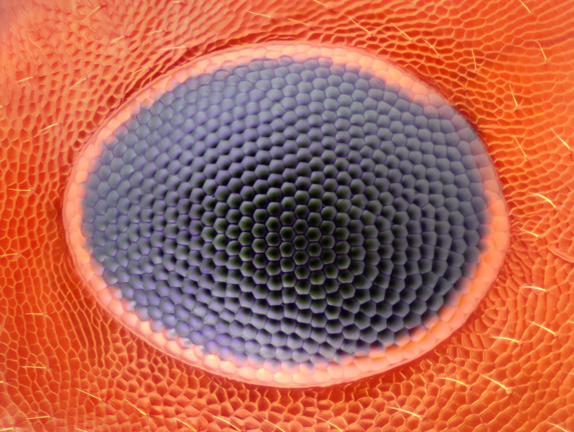 This is what an ant's eye looks like at 20x magnification.