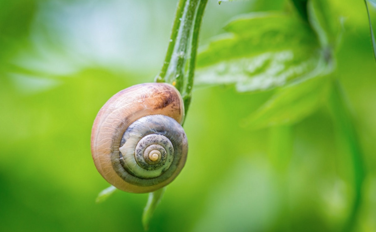 A snail can sleep soundly for as long as three years.