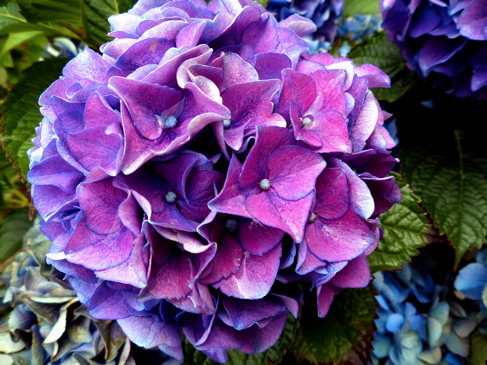 Hydrangeas are one of very few plants that accumulate aluminium -- in fact, it's what gave them their color.