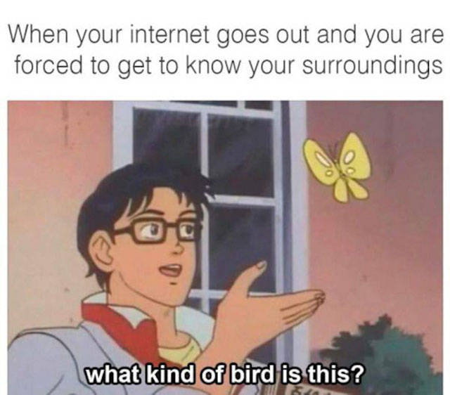 me irl meme - When your internet goes out and you are forced to get to know your surroundings what kind of bird is this?