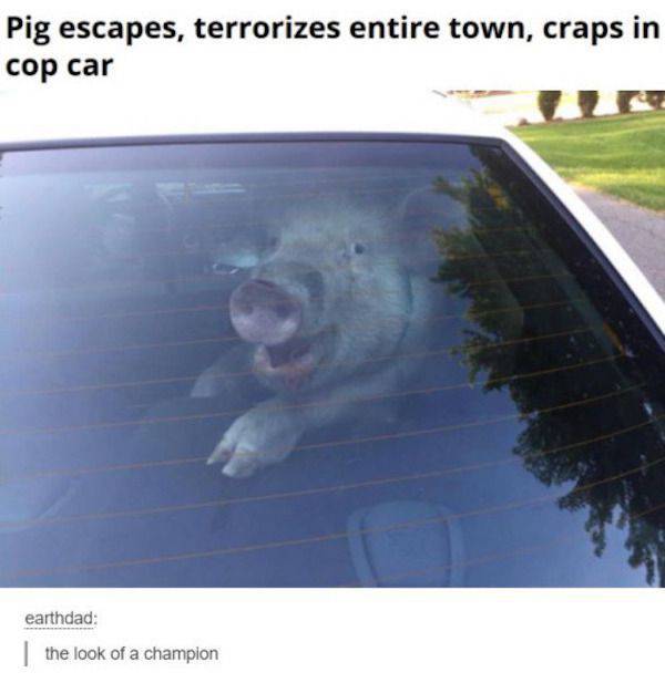 pig in cop car - Pig escapes, terrorizes entire town, craps in cop car earthdad the look of a champion