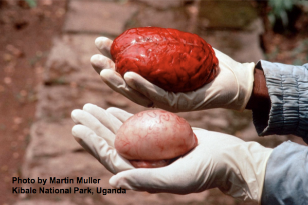 Size of a chimpanzee brain compared to one of its testicles