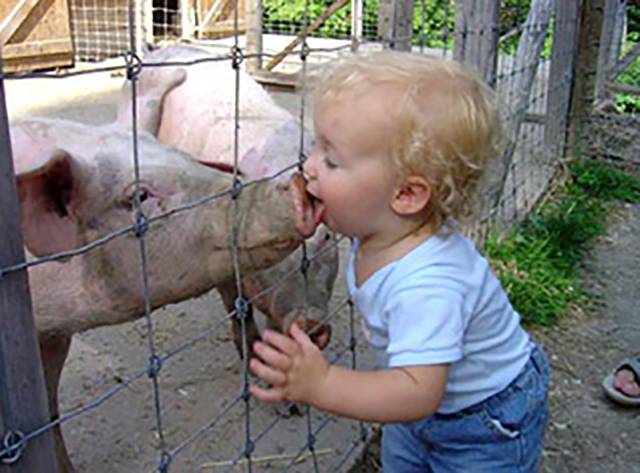 origin of swine flu - 3675