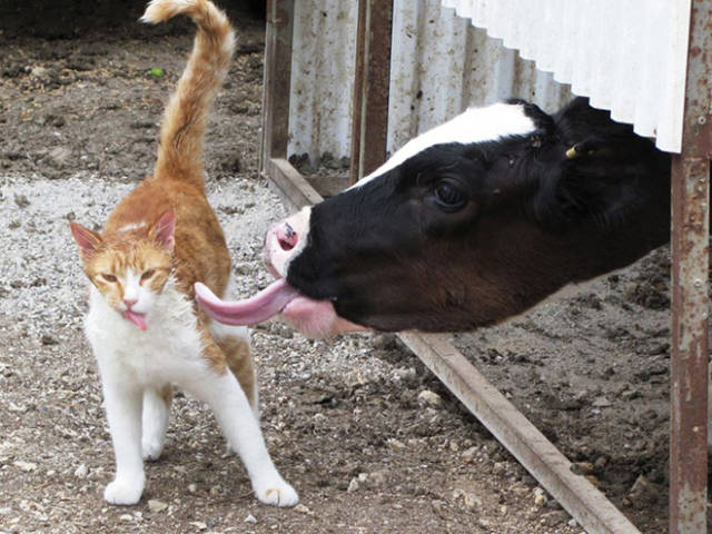 cat with cow