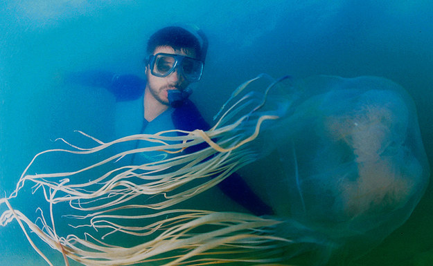 The Northern Australian coast is home to the world’s most poisonous jelly fish.