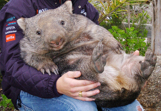 Wombat poo comes in cubes.