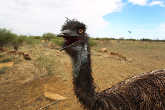 In 1932, the Australian Army fought a war against emus – and lost.