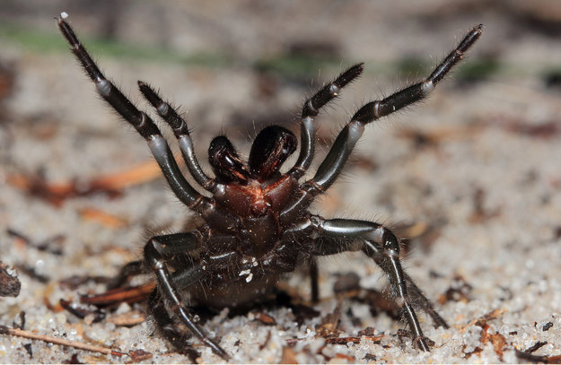 Even though Australian spiders are both aggressive and venomous, there haven’t been any fatalities caused by spider-bites since 1979.