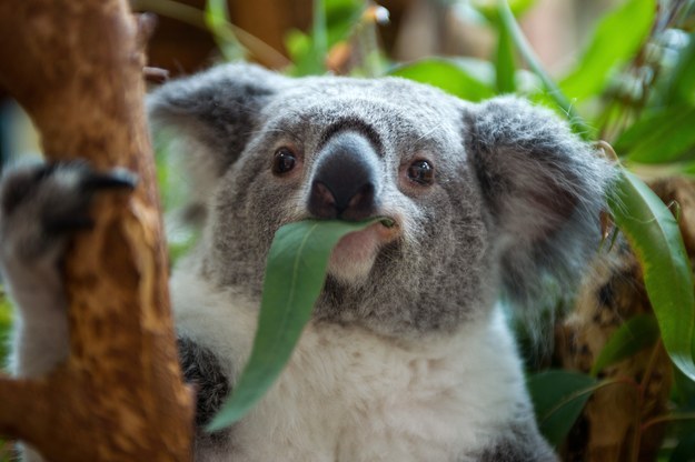 Australia’s koala population is currently suffering from chlamydia.