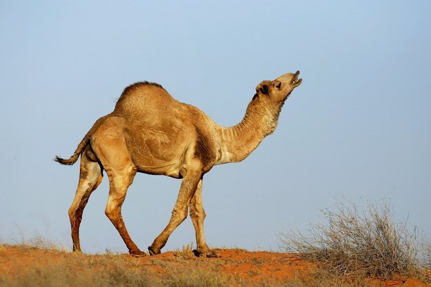 Anna Creek, the world’s largest cattle station (24,000 square kilometer) is bigger than Israel. It is located in South Australia.