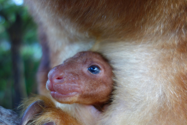 When baby kangaroos (joeys) are born, they’re blind, hairless and tiny.